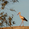 Cap bily - Ciconia ciconia - White Stork 2056